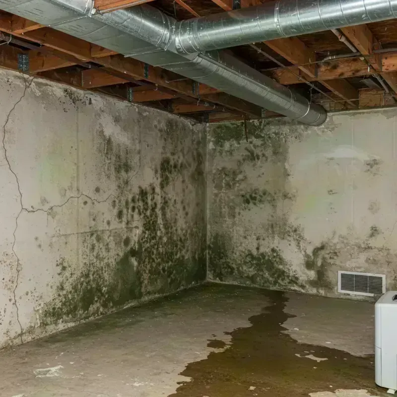 Professional Mold Removal in Festus, MO